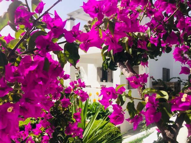 La Bastide Διαμέρισμα Σκύρος Εξωτερικό φωτογραφία